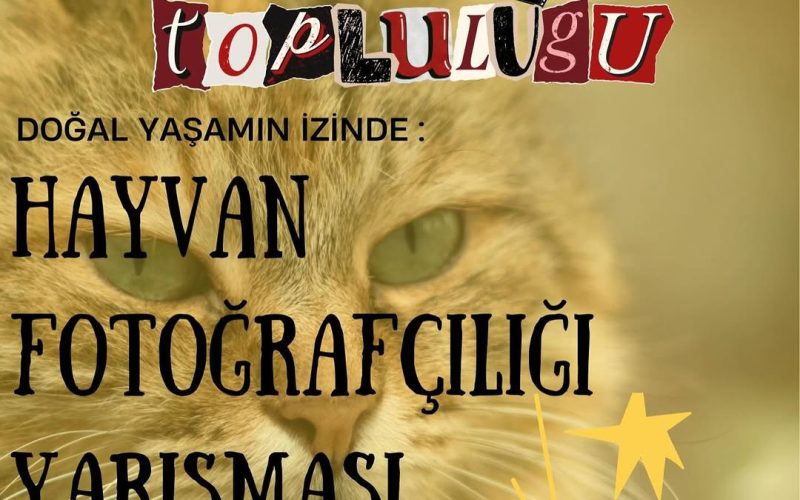 Hayvan Fotoğrafçılığı Yarışması
